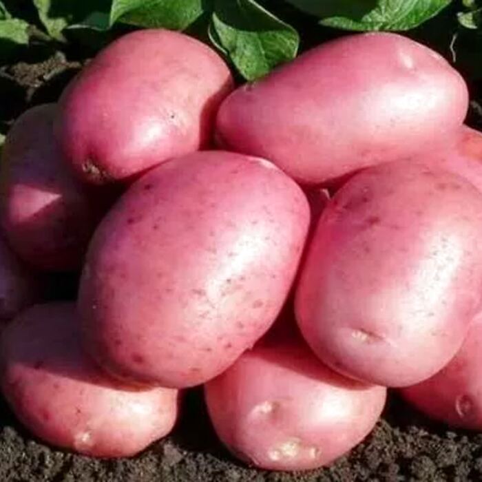 Картофель